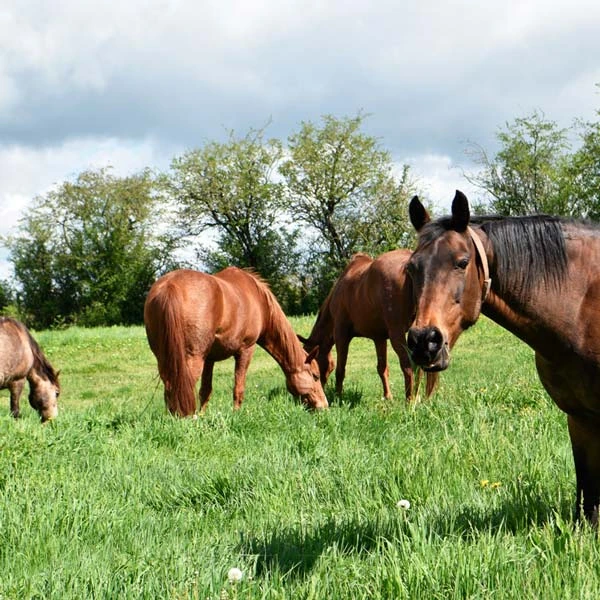 Pension pour chevaux à Puycapel, Cantal